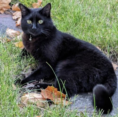 Lost Male Cat last seen Highway 2 are behind A&W/Junction Gas , Columbia Falls, MT 59912