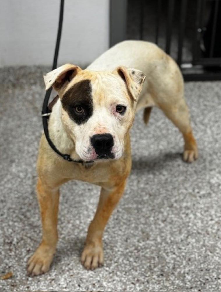 Shelter Stray Male Dog last seen Bessemer City, NC 28016, Gastonia, NC 28052