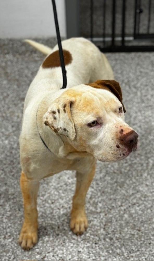 Shelter Stray Male Dog last seen Bessemer City, NC 28016, Gastonia, NC 28052