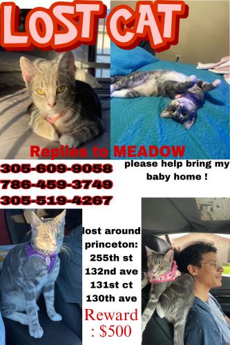Lost Female Cat last seen 225th st, 132nd ave, 131st ct, and 130th ave , Homestead, FL 33032