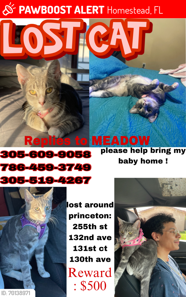 Lost Female Cat last seen 225th st, 132nd ave, 131st ct, and 130th ave , Homestead, FL 33032