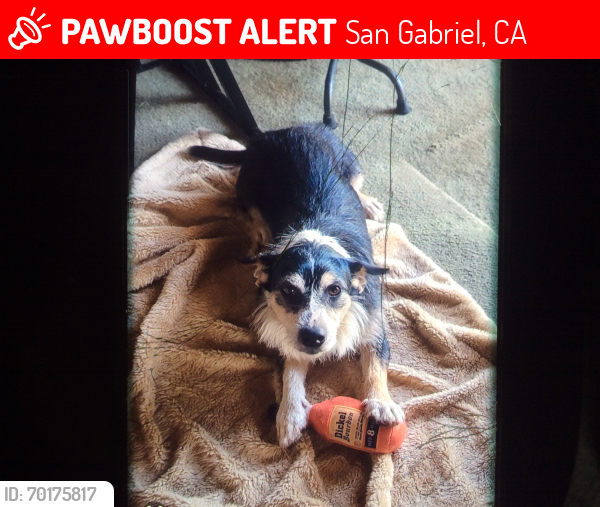 Lost Male Dog last seen Behind St Anthony’s Church, San Gabriel, CA 91776