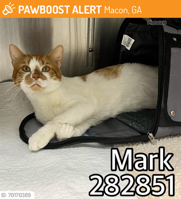 Shelter Stray Male Cat last seen HINES TERRACE, Macon, GA 31216