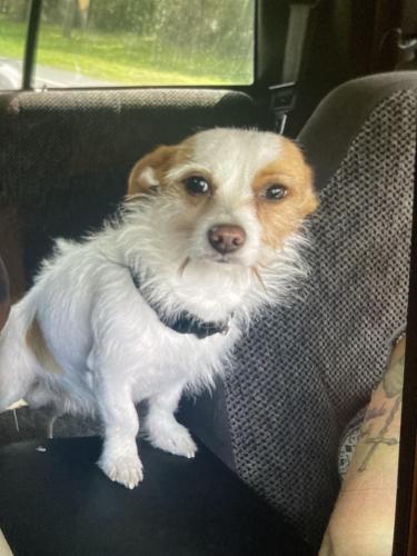 Lost Male Dog last seen Near NE 10TH , Silver Springs, FL 34488