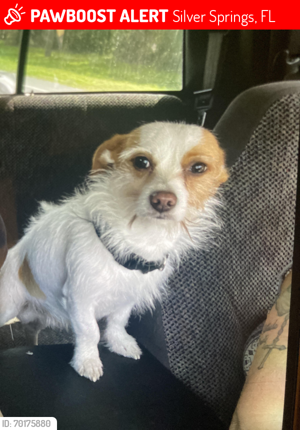 Lost Male Dog last seen Near NE 10TH , Silver Springs, FL 34488