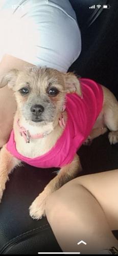 Lost Female Dog last seen 7ileven , Naples, FL 34102