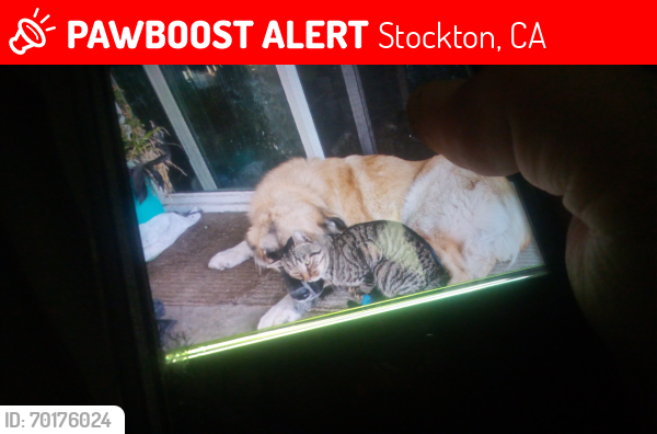 Lost Male Cat last seen El Dorado and harper, Stockton, CA 95204
