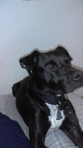 Lost Male Dog last seen Walbrook meadows lane and Remington Grove in CYPRESS TEXAS zip 77433, Cypress, TX 77433