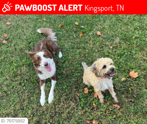 Lost Female Dog last seen Ridgefield rd, Kingsport, TN 37660
