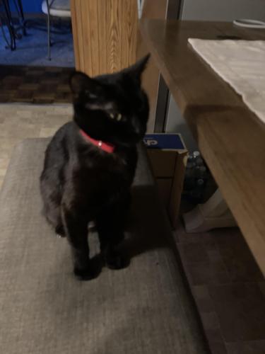 Lost Female Cat last seen Uniontown Veternary clinic, Uniontown, OH 44685