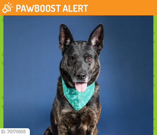 Shelter Stray Male Dog last seen , Los Angeles, CA 90025