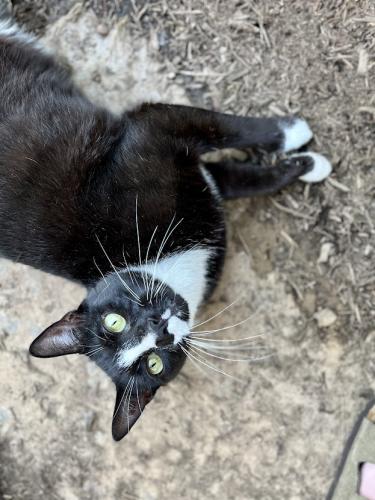 Lost Male Cat last seen Tennyson park, Nanuet, NY 10954