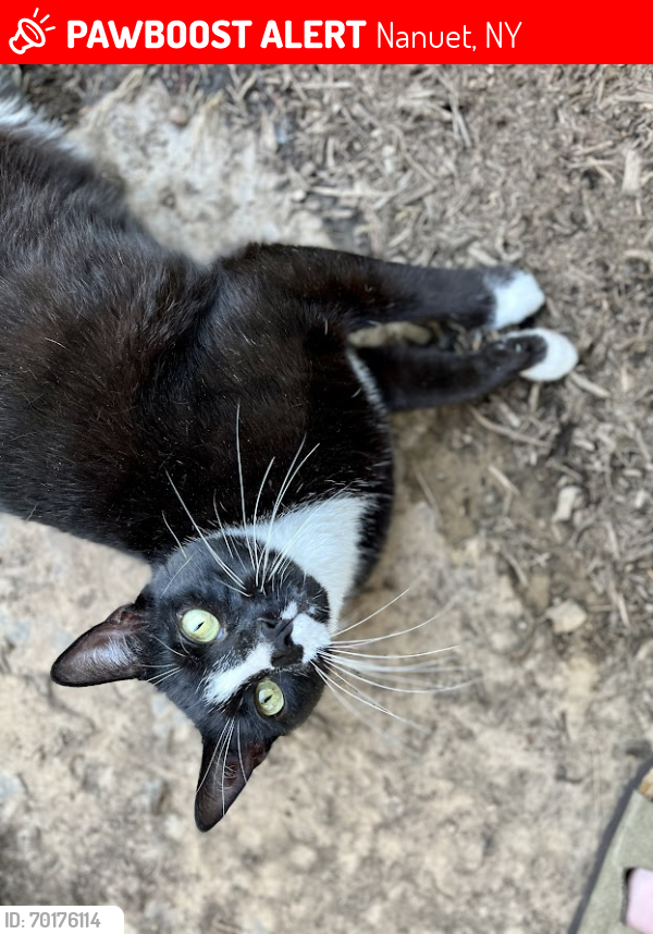 Lost Male Cat last seen Tennyson park, Nanuet, NY 10954