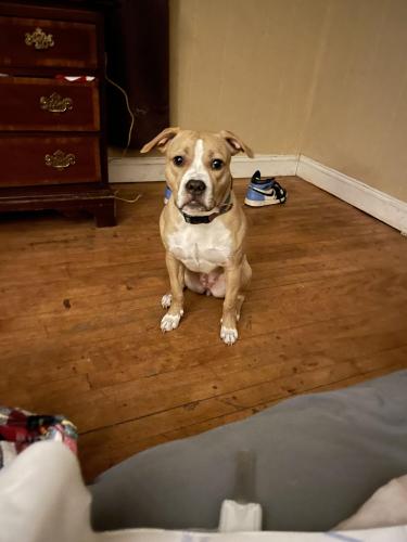 Lost Female Dog last seen Montrose and Vernon , Worcester, MA 01607