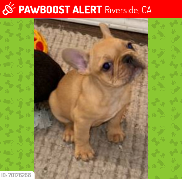 Lost Female Dog last seen Hastings Blvd , Riverside, CA 92509