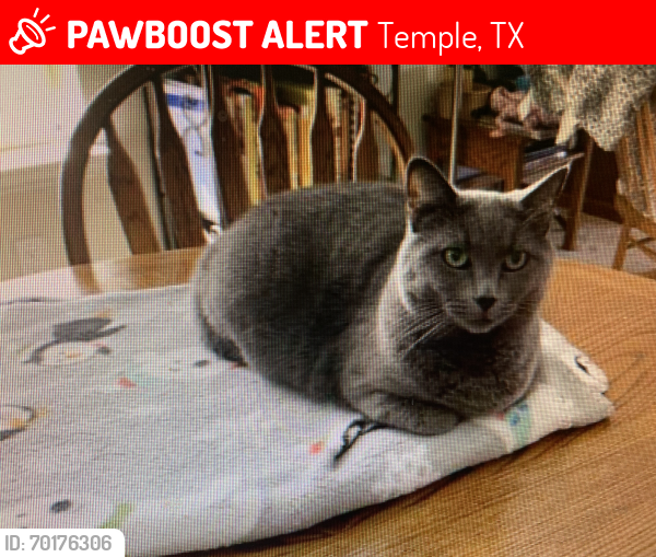 Lost Female Cat last seen Near the pool in Lake Pointe Subdivision , Temple, TX 76502