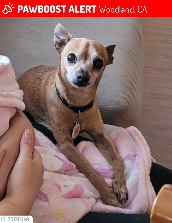 Woodland CA Lost Male Dog Roni Is Missing PawBoost