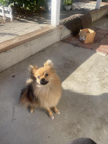 Lost Male Dog last seen White rd, San Jose, CA 95148