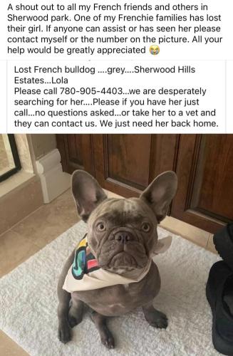 Lost Female Dog last seen Sherwood park, Sherwood Park, AB 