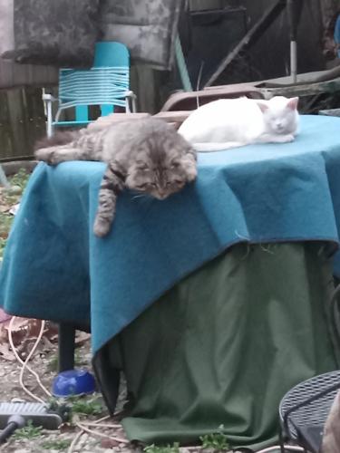 Lost Male Cat last seen Iowa and Fares ave, Evansville, IN 47711