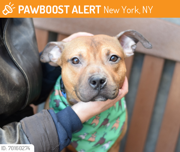 Shelter Stray Male Dog last seen 62-64 60th Street, RIDGEWOOD, NY, 11385, New York, NY 11208