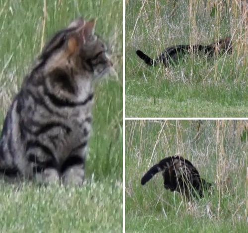 Lost Female Cat last seen Eastover Rd & Locust Dr, Lebanon, TN 37087