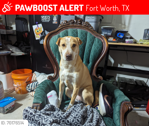 Lost Female Dog last seen Trinity & Precinct , Fort Worth, TX 76118