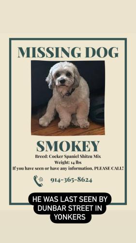 Lost Male Dog last seen Johnny florist , Yonkers, NY 10701