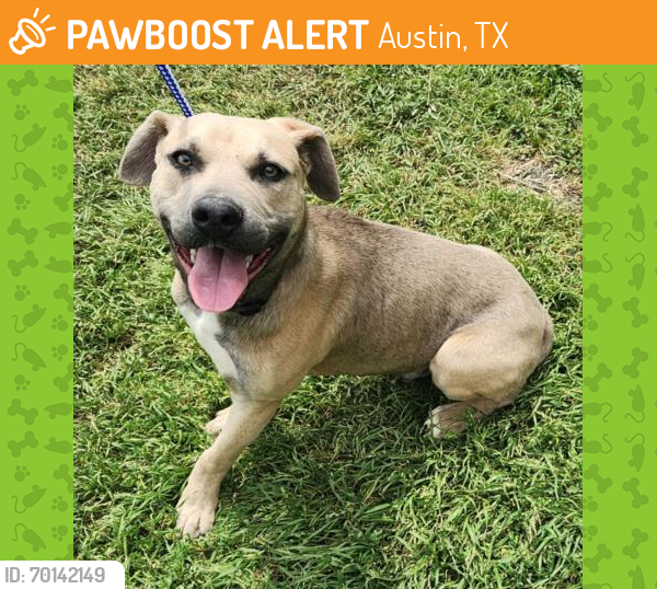 Shelter Stray Male Dog last seen FRONTIER VALLEY, Austin, TX 78702