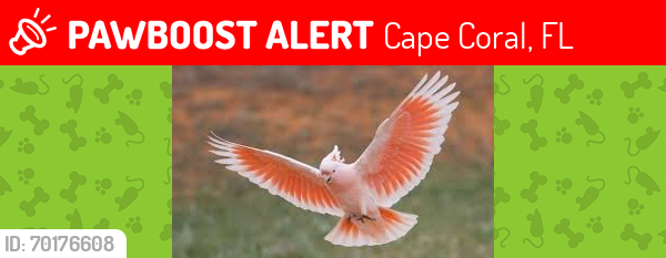 Lost Unknown Bird last seen Santa Barbara and Kismet, Cape Coral, FL 33909