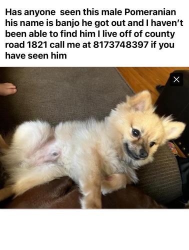 Lost Male Dog last seen Lake stop store, Laguna Park, TX 76634