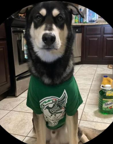 Lost Male Dog last seen Barrón rd, college station, College Station, TX 77845