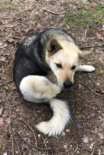 Lost Male Dog last seen Hwy 68 & Coker Creek Cemetery Rd, New Hwy 68, TN 37354