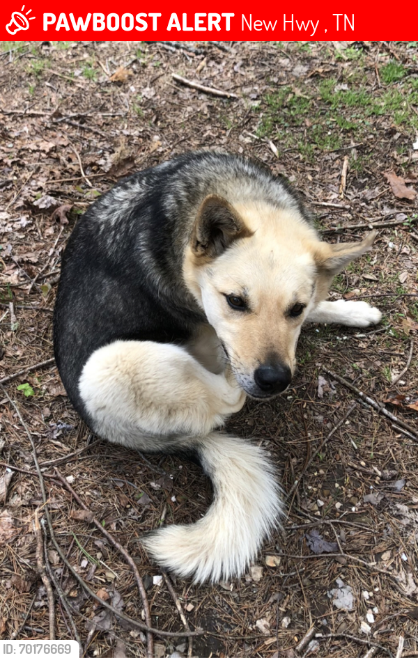 Lost Male Dog last seen Hwy 68 & Coker Creek Cemetery Rd, New Hwy 68, TN 37354