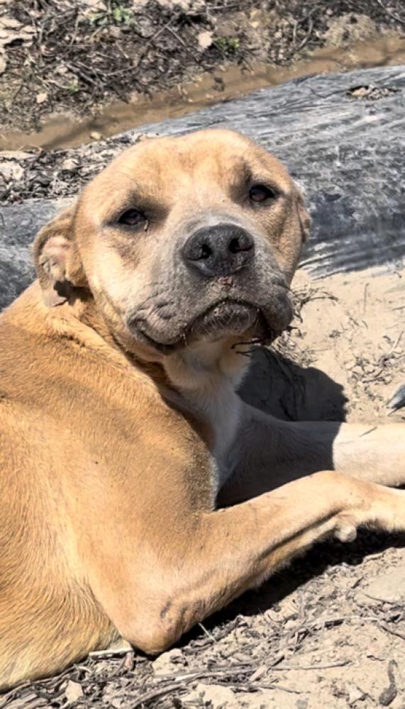 Shelter Stray Male Dog last seen Cedar Ave & American Ave, Fresno Zone Fresno CO 3 93725, CA, Fresno, CA 93706