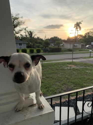 Lost Male Dog last seen Miramar Rd, Fort Myers, FL 33905