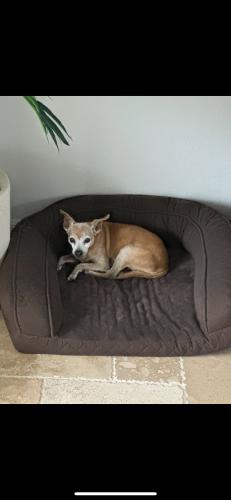 Lost Female Dog last seen Sandoval Gated Community, Cape Coral, FL 33991