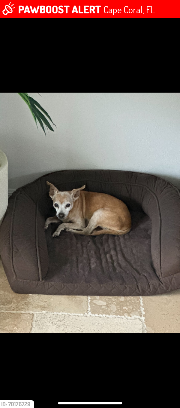 Lost Female Dog last seen Sandoval Gated Community, Cape Coral, FL 33991