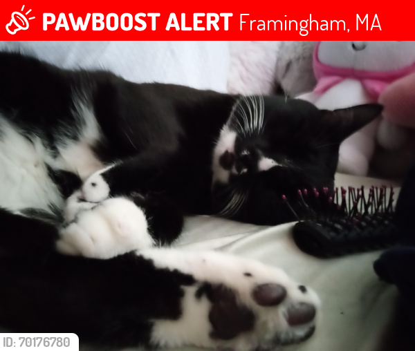 Lost Male Cat last seen Phelps Rd, in the forest, Framingham, MA 01702