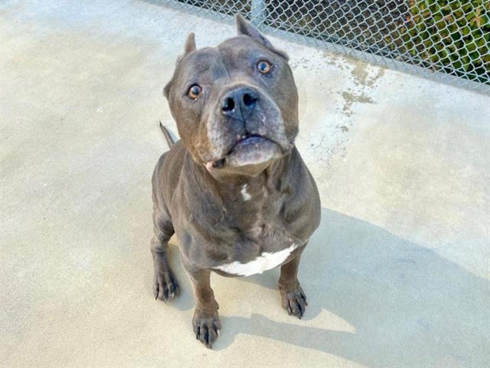 Shelter Stray Male Dog last seen , Auburn, CA 95603