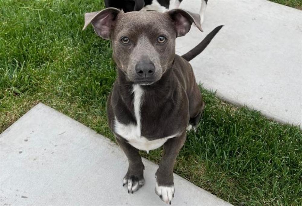 Shelter Stray Male Dog last seen PAHL CT & CARDINI, Auburn, CA 95603