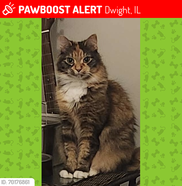 Lost Female Cat last seen W James St, Dwight, IL 60420