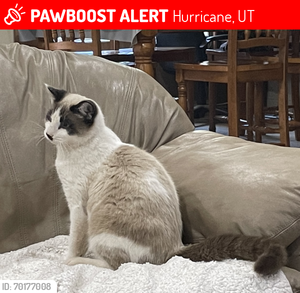 Lost Male Cat last seen Close to Hurricane Intermediate school, Hurricane, UT 84737