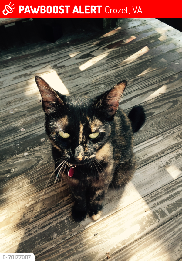Lost Female Cat last seen Crozet self storage ThreeChopt Rd, Crozet, VA 22932