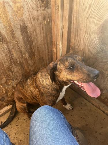Lost Female Dog last seen Bessie weathers rd Port Gibson , Claiborne County, MS 39150