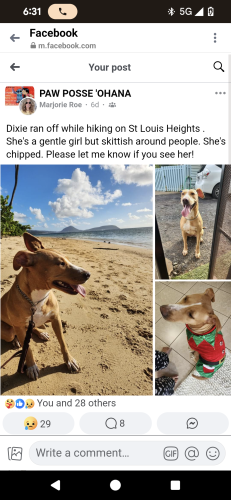 Lost Female Dog last seen St Louis Heights, Hawaii , Honolulu, HI 96816