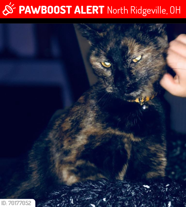 Lost Female Cat last seen central North Ridgeville OH by the Westlake school, North Ridgeville, OH 44039