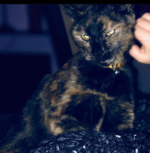 Lost Female Cat last seen central North Ridgeville OH by the Westlake school, North Ridgeville, OH 44039
