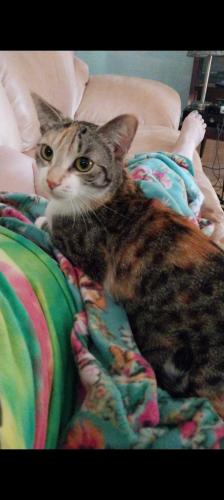 Lost Female Cat last seen Broadway , Fergus Falls, MN 56537