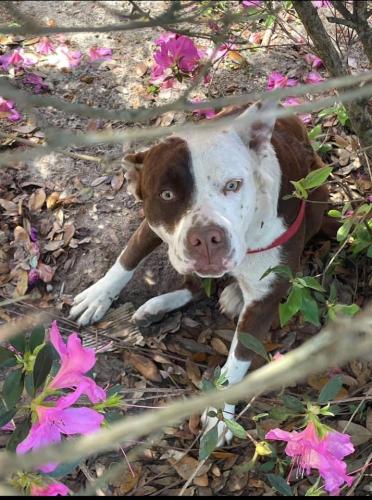 Lost Female Dog last seen Near Massachusetts Ave , Pensacola, FL 32505